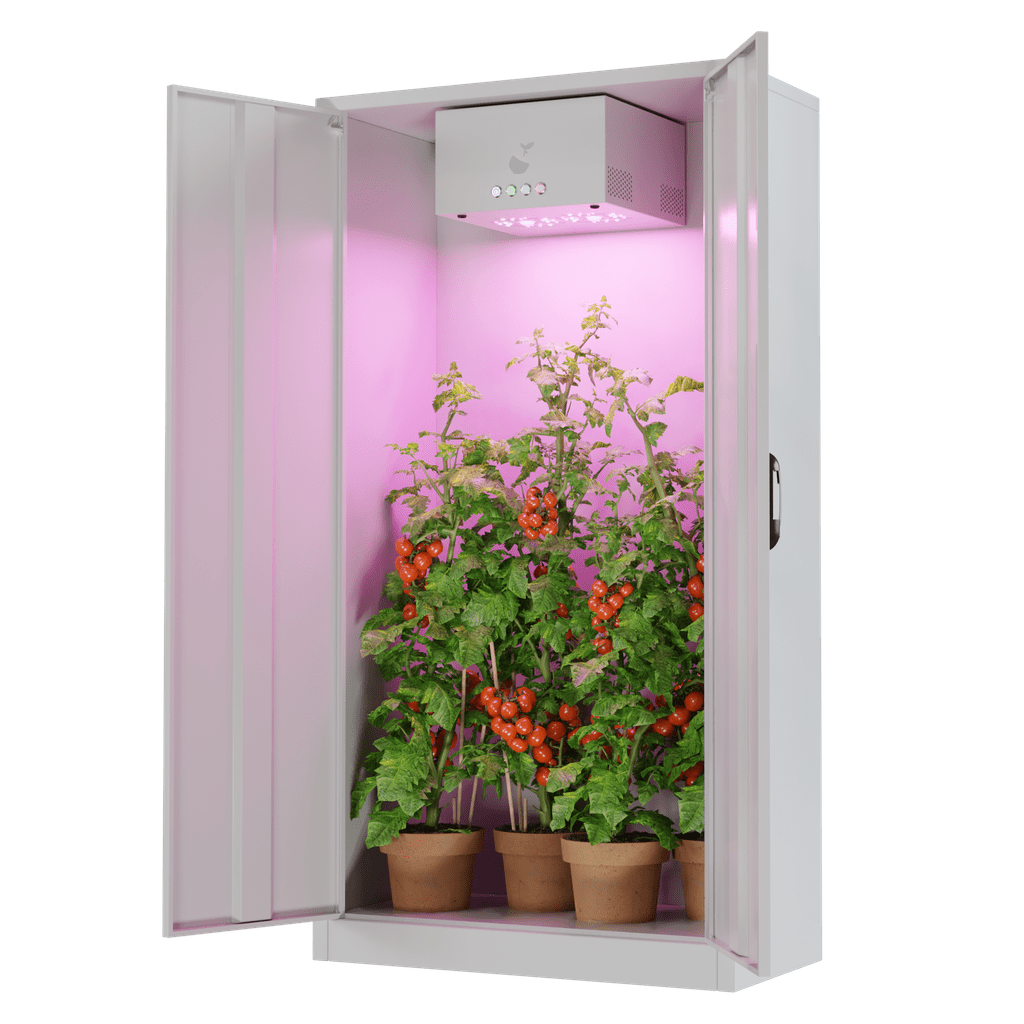 Hazelbox Ultrawhite geöffnet